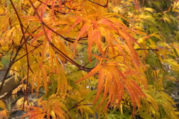 Acer palmatum Eagle's Claw / Washi no tsume