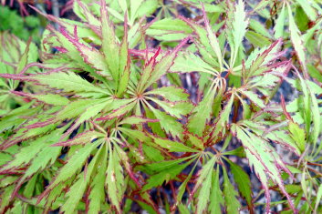 Acer palmatum Spring Delight