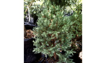 Larix laricina Blue Sparkler