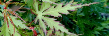Acer palmatum Patsy