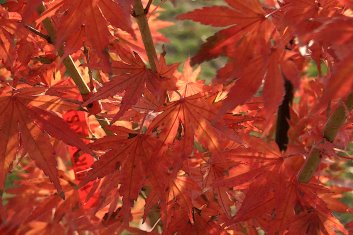 Acer palmatum Werner's Dwarf