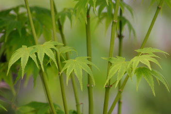 Acer palmatum Ukon / Aoyagi