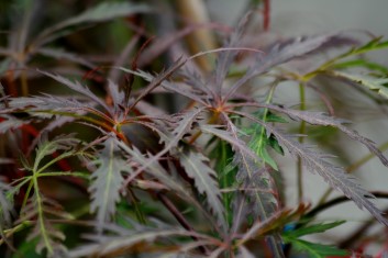 Acer palmatum Stella Rossa