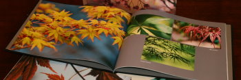 z1 Japanese Maples: Inspirations in Color - set of 4