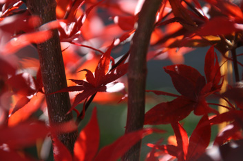 Acer palmatum Shojo nomura