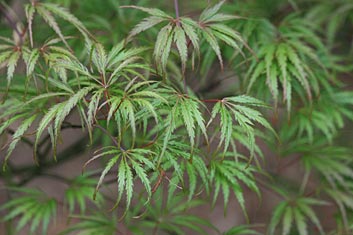 Acer palmatum Midori no teiboku