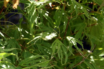 Acer palmatum Hiryu