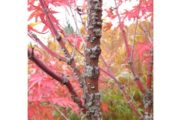 Acer palmatum Pine Bark
