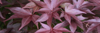 Acer palmatum Whitney Red