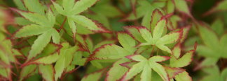 Acer palmatum Kashima / Chiba