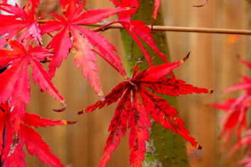 Acer palmatum Wou nishiki