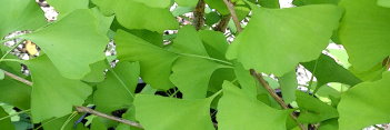 z Ginkgo biloba Ding-a-ling