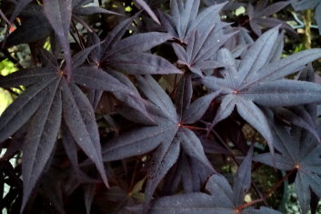 Acer palmatum Nuresagi