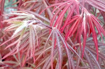 Acer palmatum Beni yubi gohon