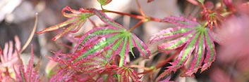 Acer palmatum Abigail Rose