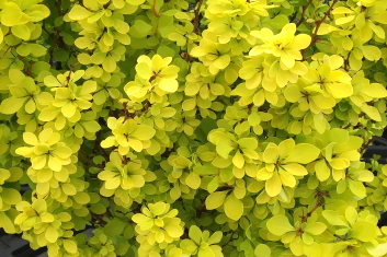 Berberis thunbergii Golden Torch