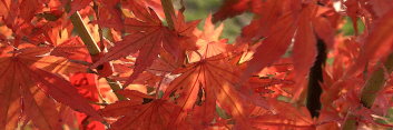 Acer palmatum Werner's Dwarf