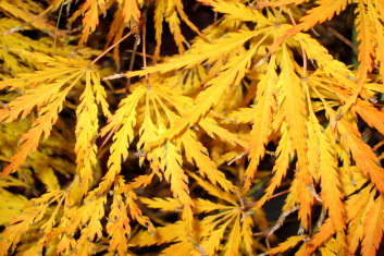 Acer palmatum Palmatifidum (see Washi-no-o)