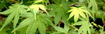 Acer palmatum Oranges and Lemons