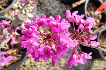 Cercis yunnanensis Celestial Plum