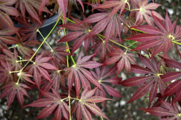 Acer palmatum Oshu shidare