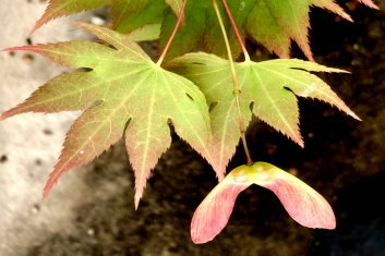 Acer palmatum Festival