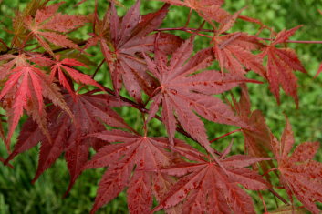 Acer palmatum Kinran