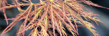 Acer palmatum Hana matoi