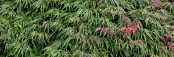 Acer palmatum Baby Lace Lexington