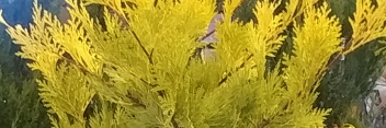 z Conifer Calocedrus decurrens Berrima Gold