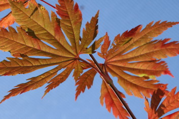 Acer japonicum Attaryi