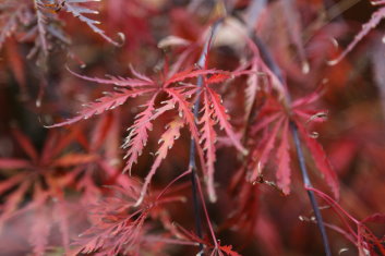 Acer palmatum Red Star (See Stella Rossa)