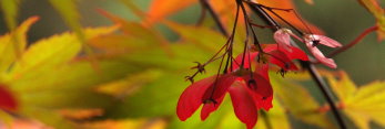 Acer palmatum Bump's Red Seed
