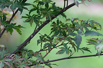 Acer palmatum Itami nishiki