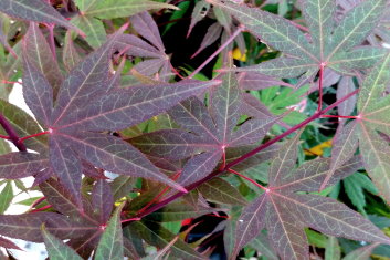 Acer palmatum Red Flash