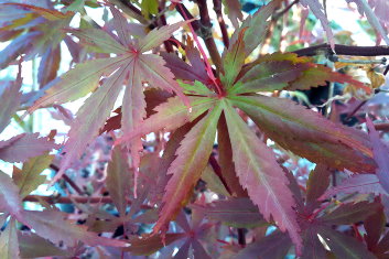 Acer palmatum Rite of Spring