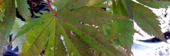 Acer palmatum Toshi