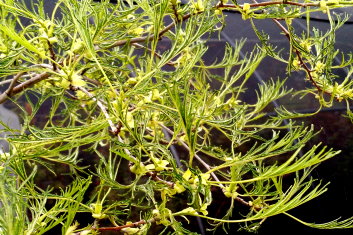 Alnus glutinosa Imperialis