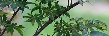 Acer palmatum Itami nishiki
