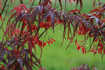 Acer palmatum Keiser (Scolopendrifolium rubrum)