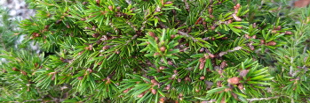 z Conifer Picea orientalis Losely