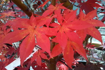 Acer palmatum Osakazuki