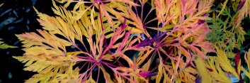 Acer japonicum Dissectum Japonicum