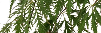 Acer palmatum Zig Zag