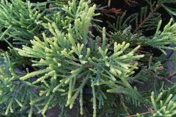 Juniperus horizontalis Golden Wiltonii