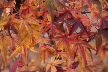 Acer palmatum Sharp’s Pigmy