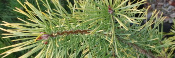 z Conifer Pinus sylvestris Gold Coin