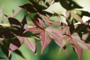 Acer palmatum Yugure