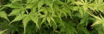 Acer palmatum Grandma Ghost