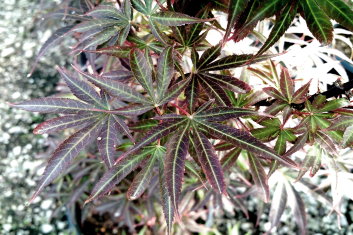 Acer palmatum Alpine Sunrise